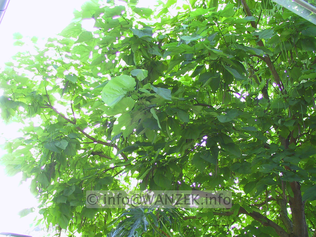 Catalpa bignonioides - Stimmung 2.JPG